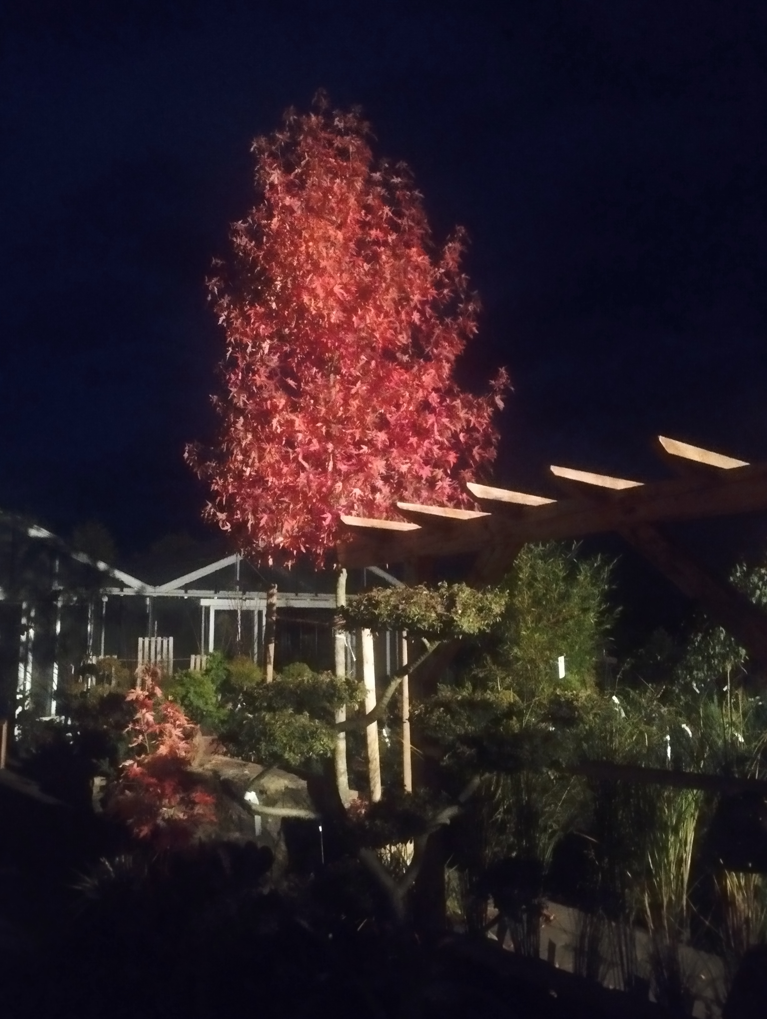 Amberbaum 'Liquidambar Worplesdon' - Solitärgehölz mit spektakulärer Herbstfärbung