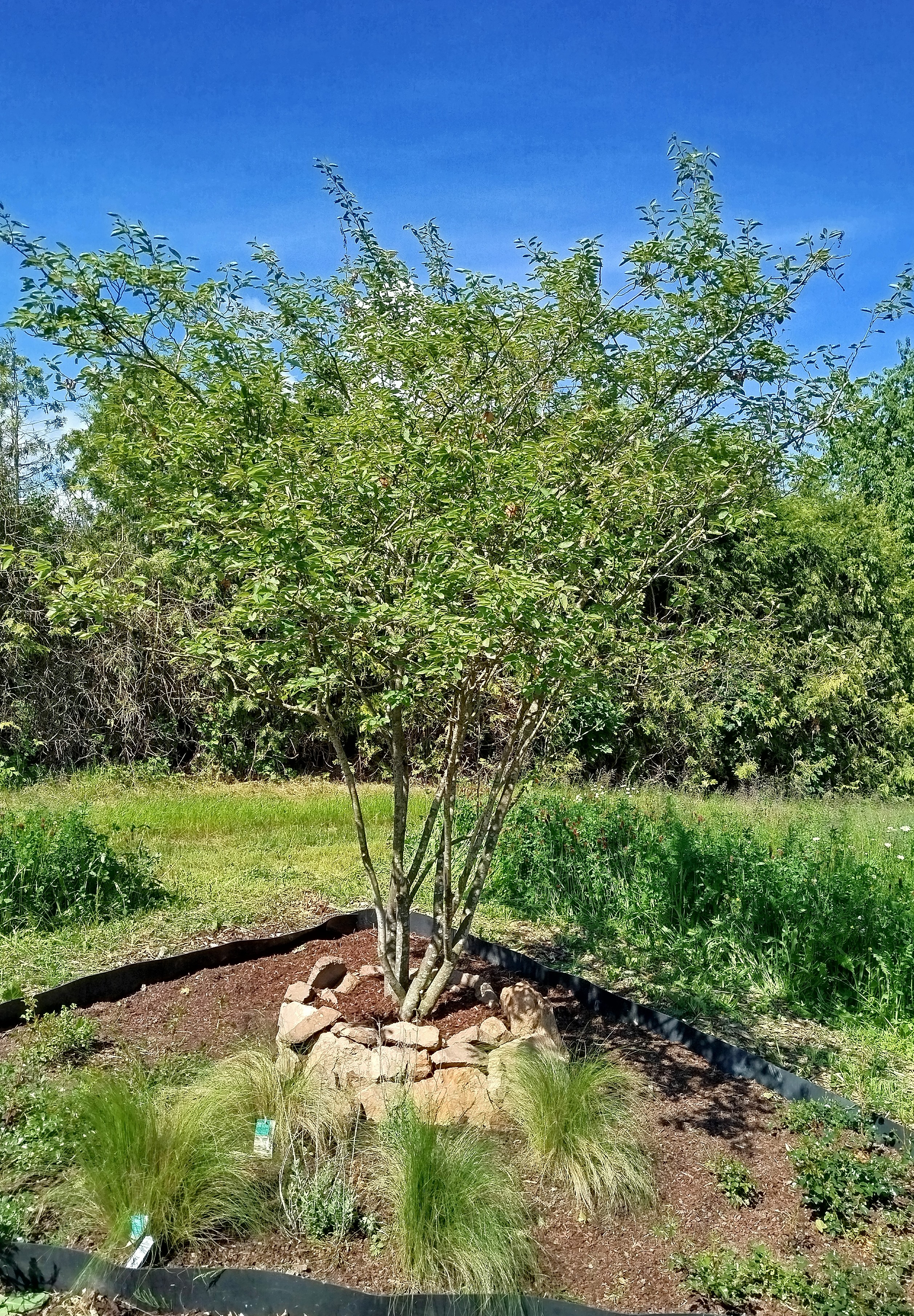 Felsenbirne 'Amelanchier lamarckii' - mehrstämmiges Solitärgehölz mit Blüten und Herbstfärbung