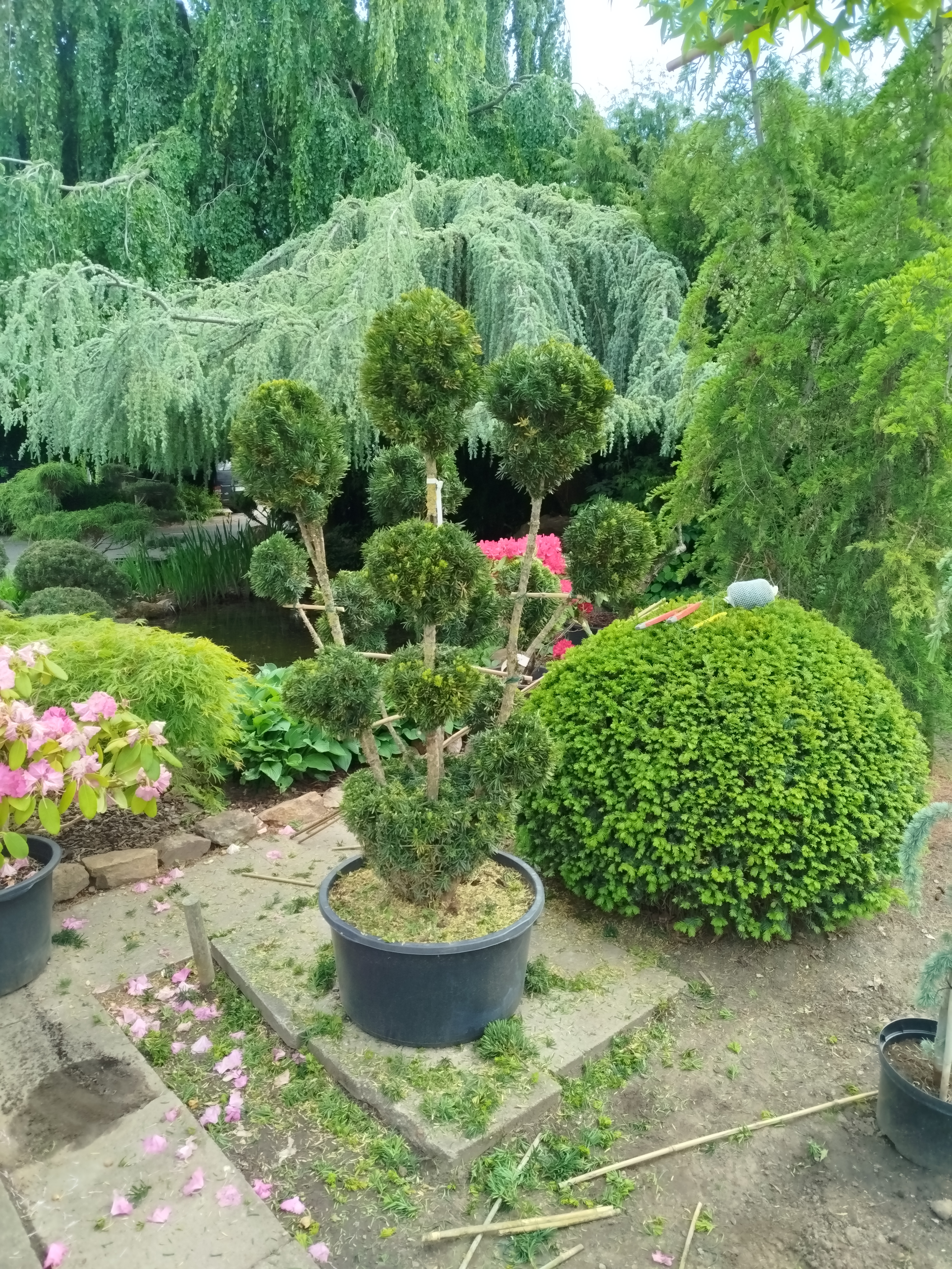 Eiben-Formgehölz (Taxus baccata) - immergrünes Solitärgehölz