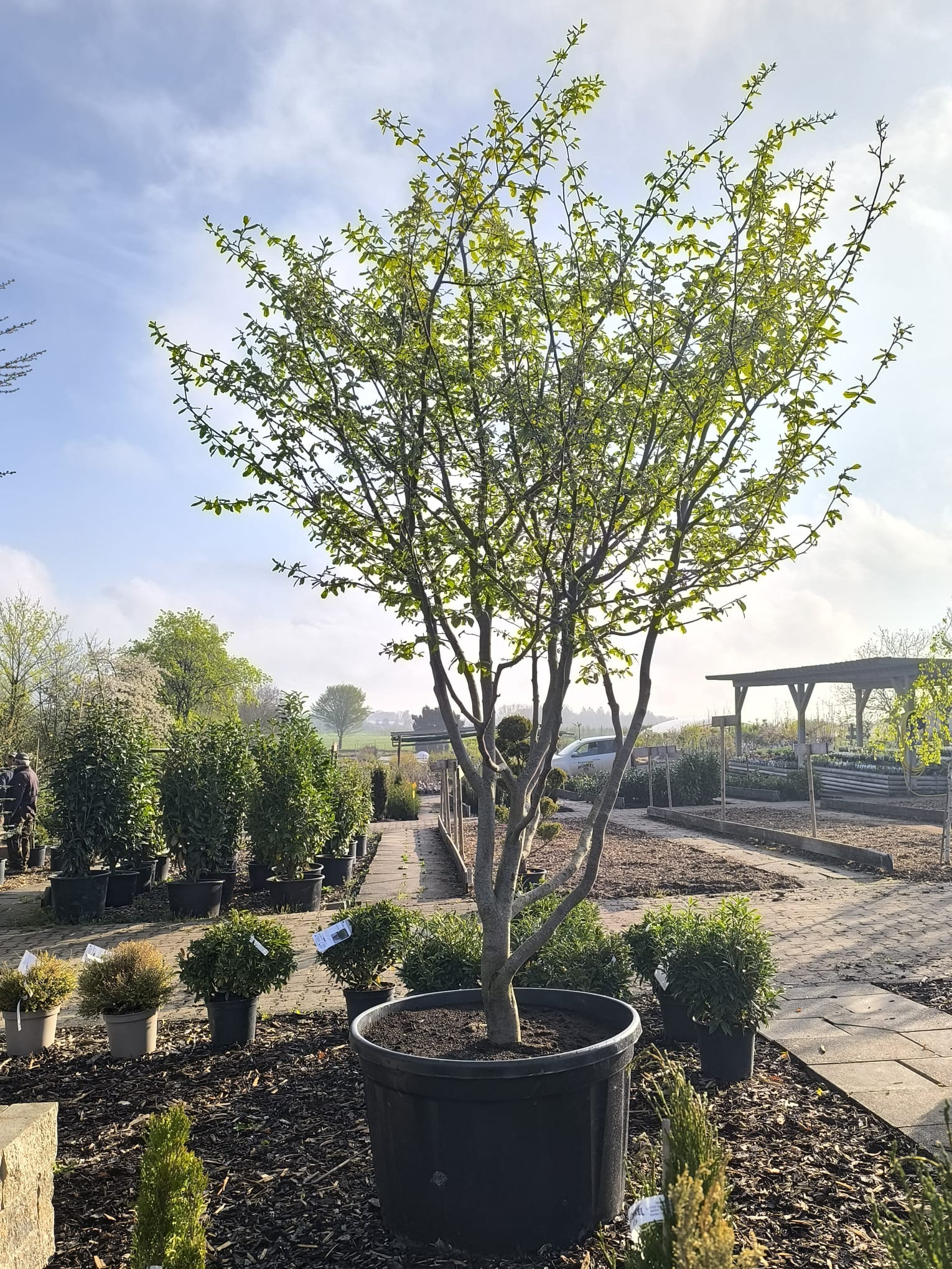 Mehrstämmiger Eisenholzbaum (Parrotia persica) - winterharter Solitärbaum