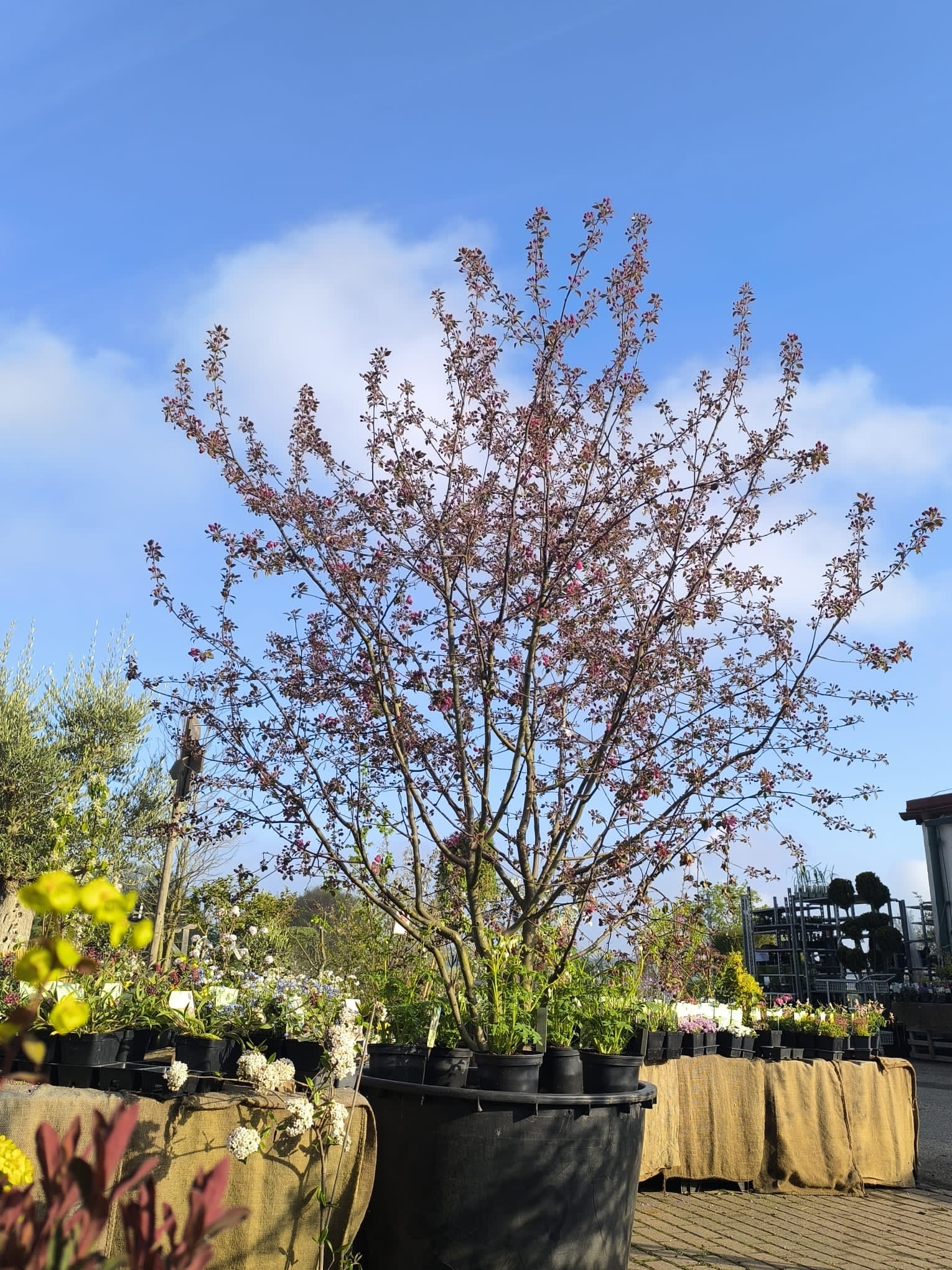 Zierapfel 'Malus Rudolph' mit rosa Blüten - Solitärbaum für Hausgärten
