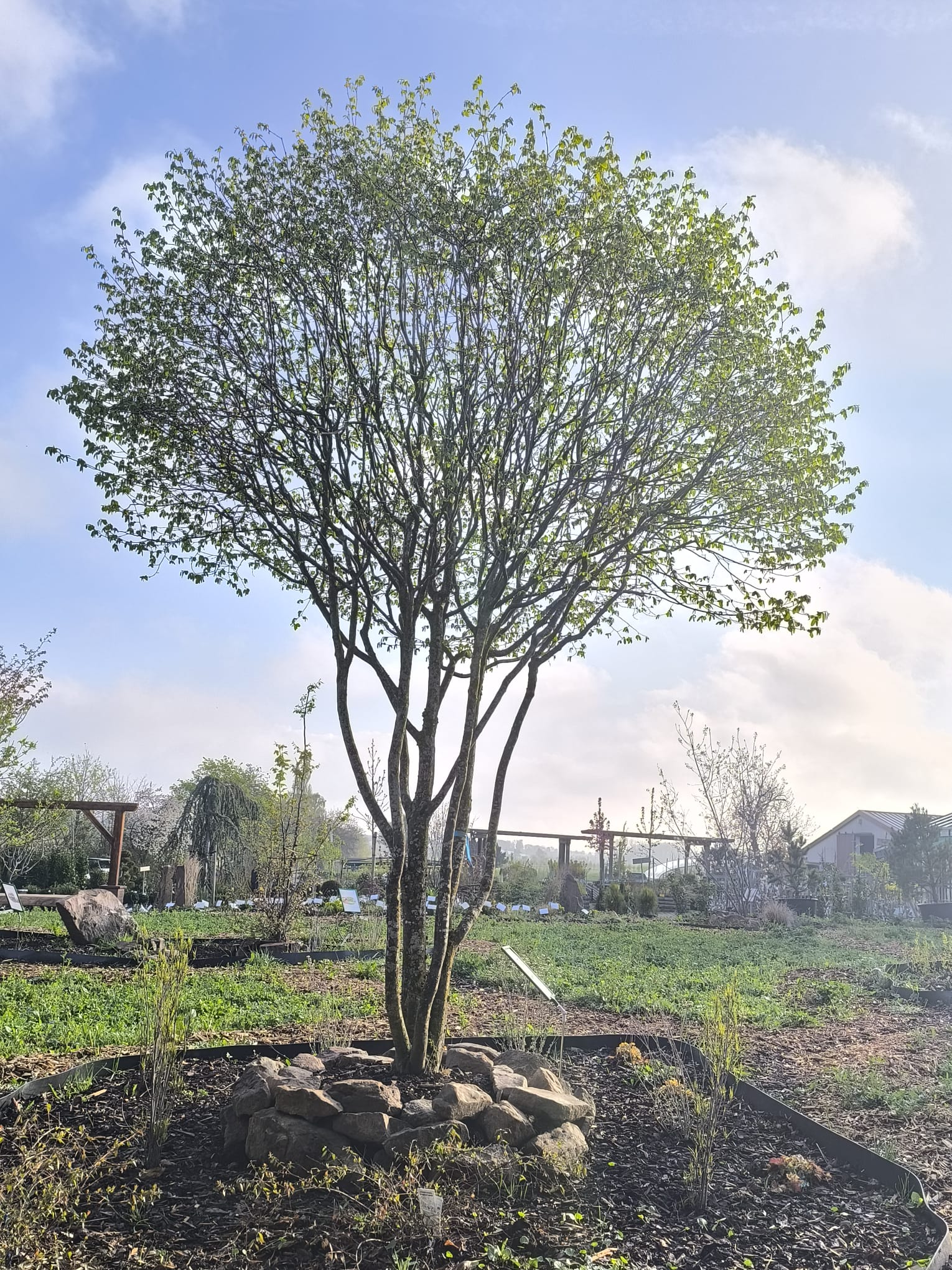 Mehrstämmige Hainbuche (Carpinus betulus) - Solitärgehölz für naturnahe Gärten