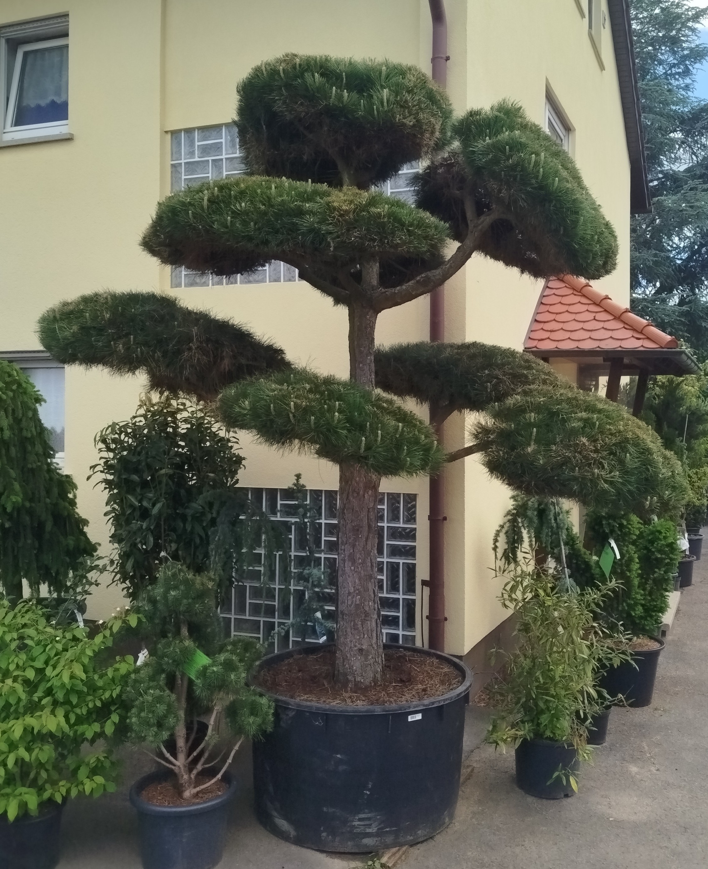 Schwarzkiefer als Formgehölz (Pinus nigra) - immergrüner Solitär für Steingärten