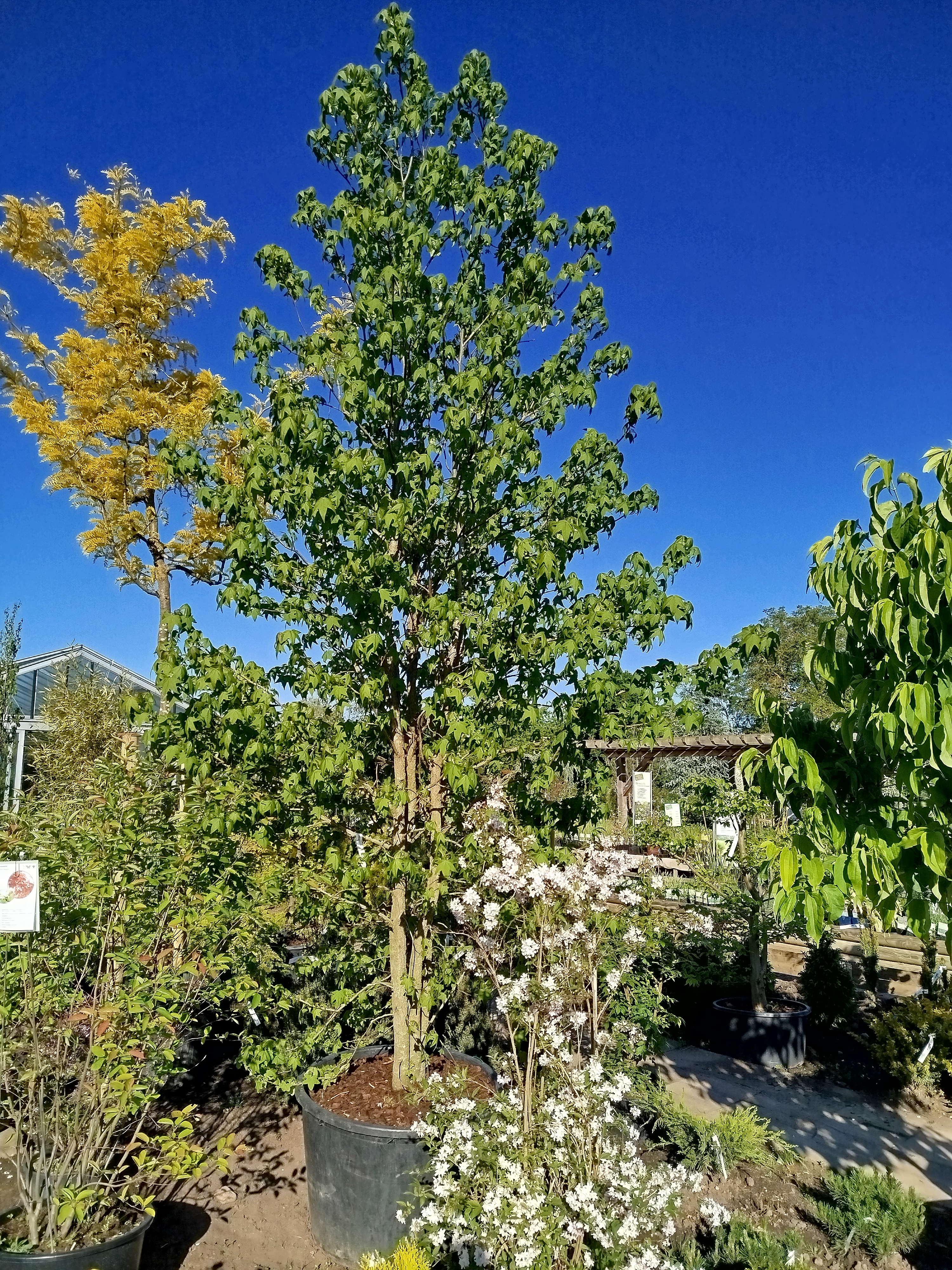Mehrstämmiger Amberbaum (Liquidambar) mit herbstlicher Färbung