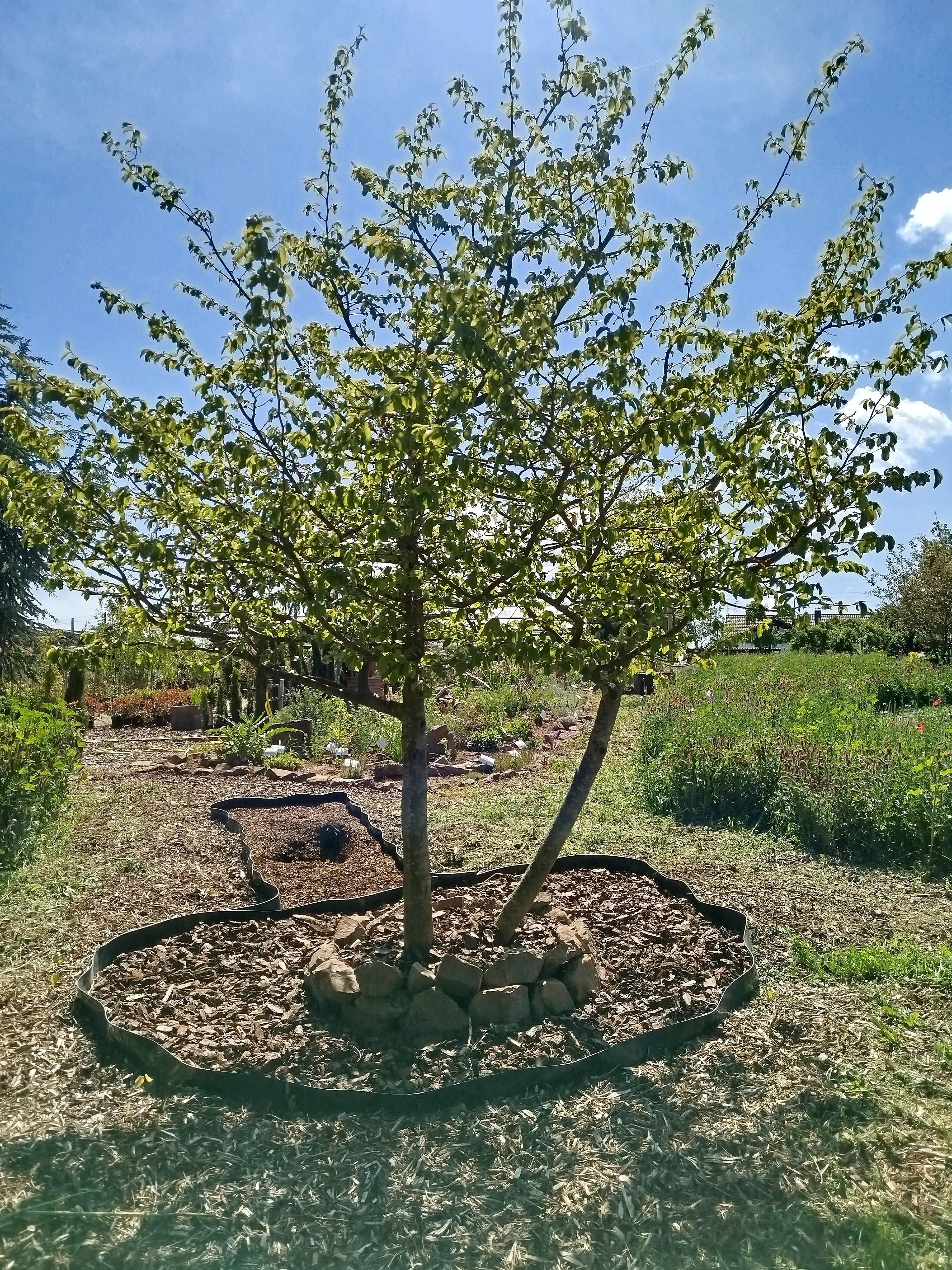 Zweistämmiger Eisenholzbaum (Parrotia persica) - besondere Wuchsform als Solitär